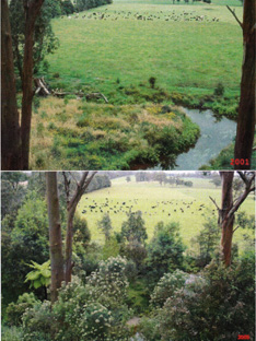 Before and after watercourse revegetation on the Mills Farm at Drouin South. By excluding stock from wet gullies significant improvements have been made to the quality of water flowing from the farm and as drinking water for stock. Approx 5 years between photos. Courtesy of T & A-M Mills and WPCLN.