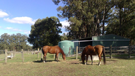 Horses at Gembrook eating hay during Autumn. Good nutrition is essential for growing or working horses and this can start with good quality pasture. A soil test can identify problems that can lead to nutritionally poor pasture and further health problems.