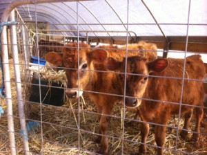 Calves in calf pen.