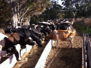 Cows eating in the feed pad. By feedin this way there is less wastage and the cows can be fed a custom diet.