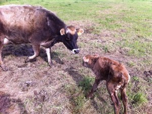 New Mum and calf autumn 2020