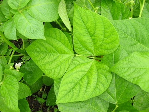 Beans require specific nutrients for good growth. 