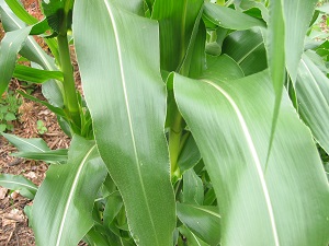 Corn requires a fertile soil. Learn how to grow corn through Apps Labs plant growth modules.